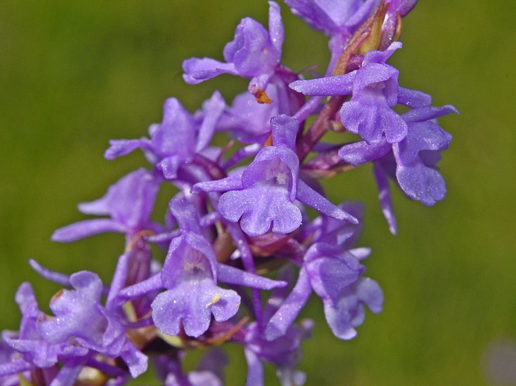 Una orchidea dalla Val Ferret - Gymnadenia conopsea